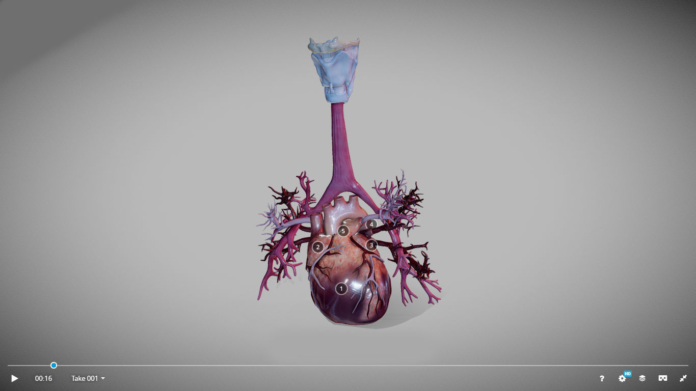 Heart Animated And Bronchial Airways Low-poly 3D model_2