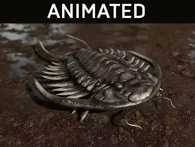 Trilobite 03 - PARACERAURUS EXSUL Low-poly 3D model