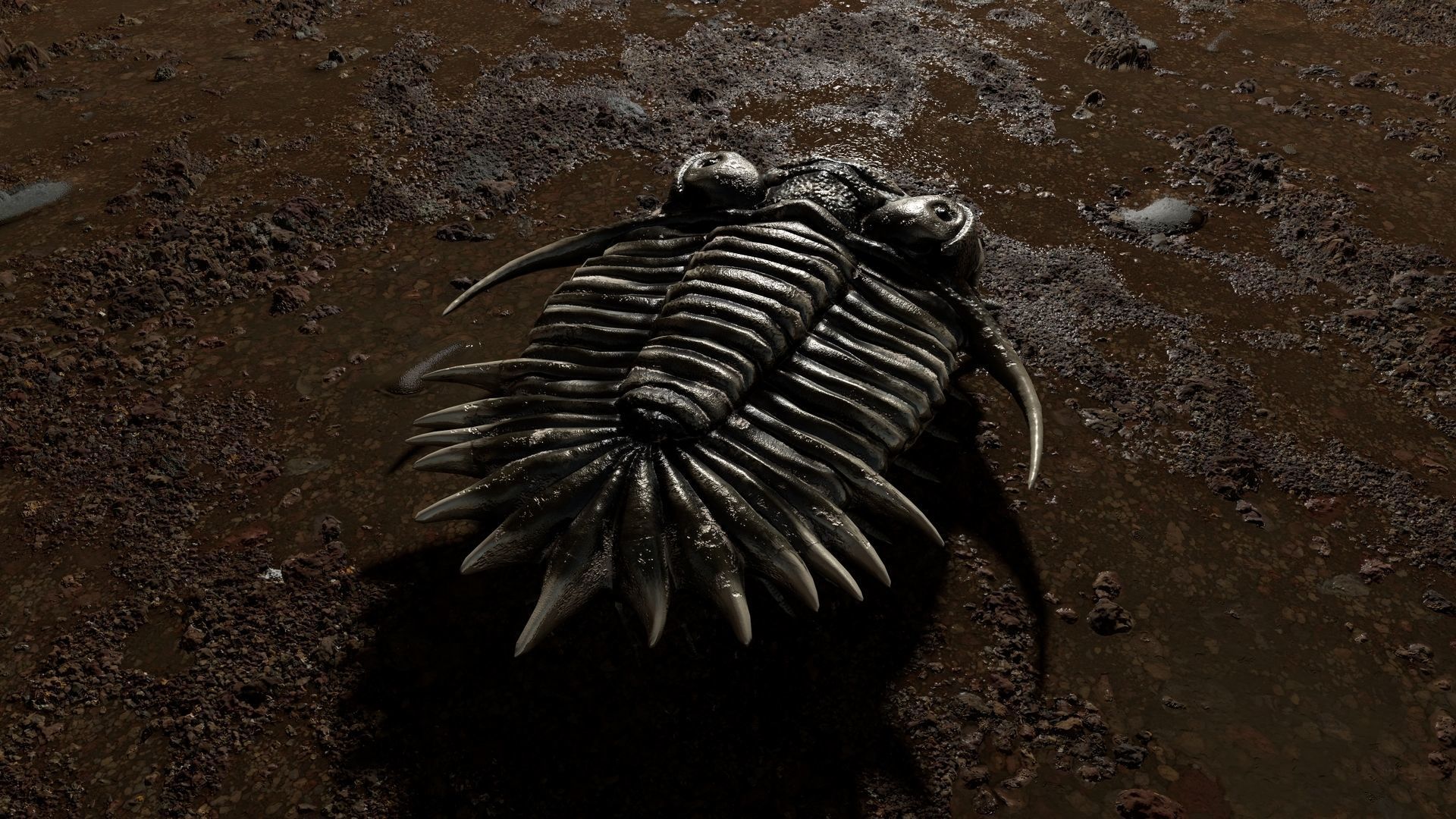 Trilobite 04 - KAYSEROPS Low-poly 3D model_6