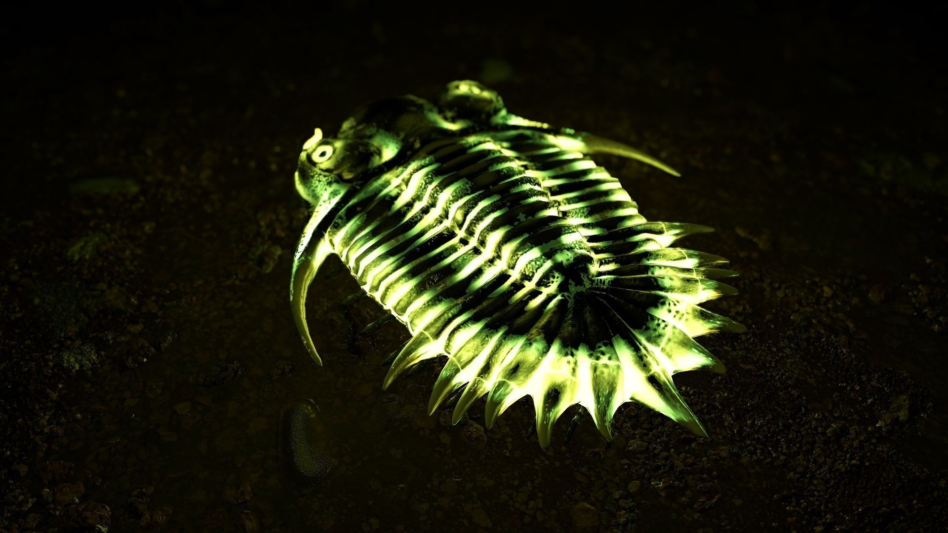 Trilobite 04 - KAYSEROPS Low-poly 3D model_8
