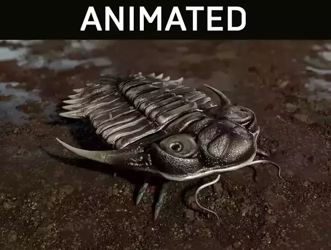 Trilobite 04 - KAYSEROPS Low-poly 3D model