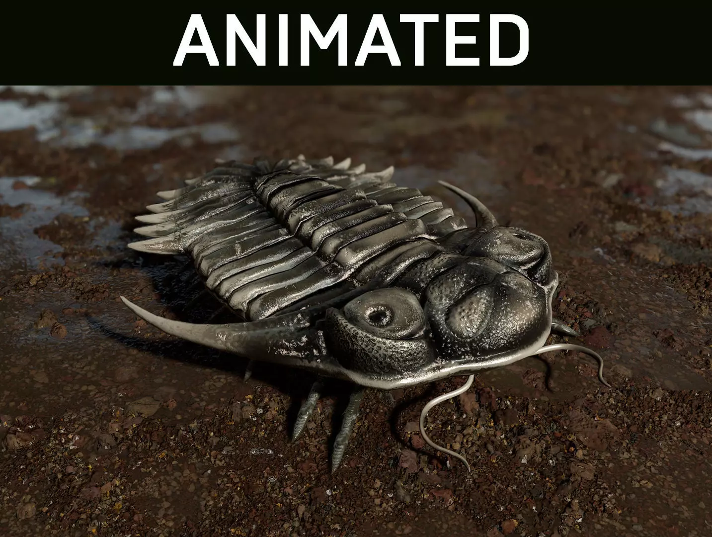 Trilobite 04 - KAYSEROPS Low-poly 3D model_0