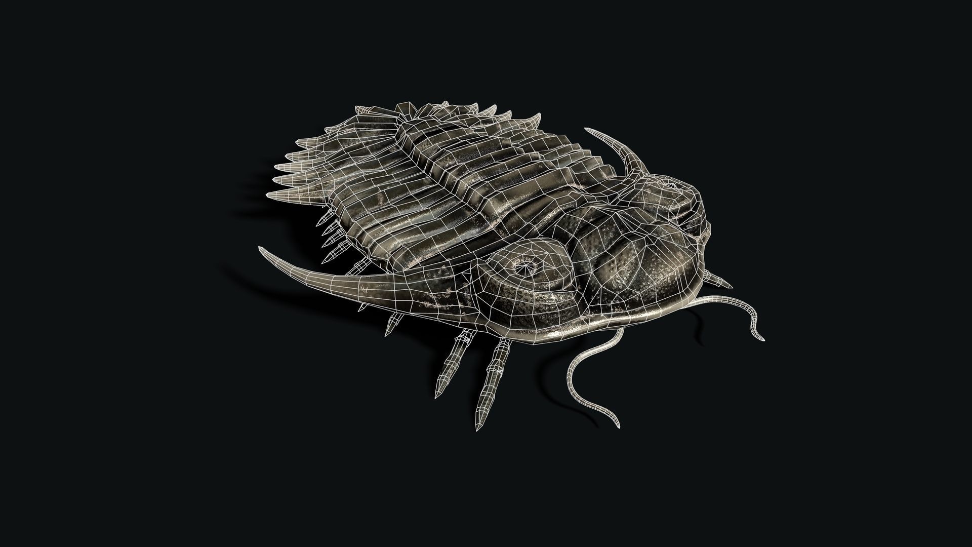 Trilobite 04 - KAYSEROPS Low-poly 3D model_9
