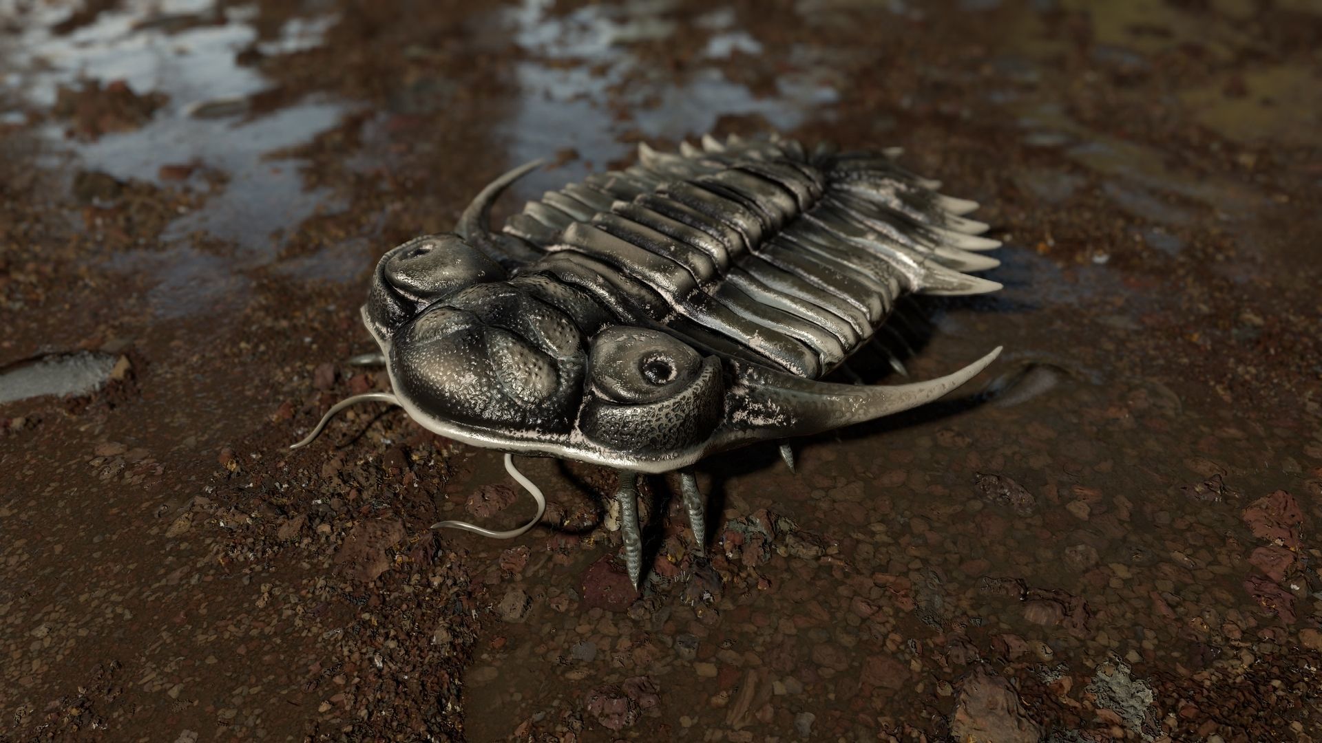 Trilobite 04 - KAYSEROPS Low-poly 3D model_4