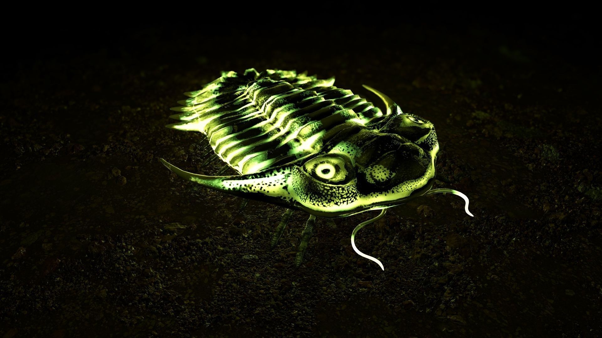Trilobite 04 - KAYSEROPS Low-poly 3D model_7