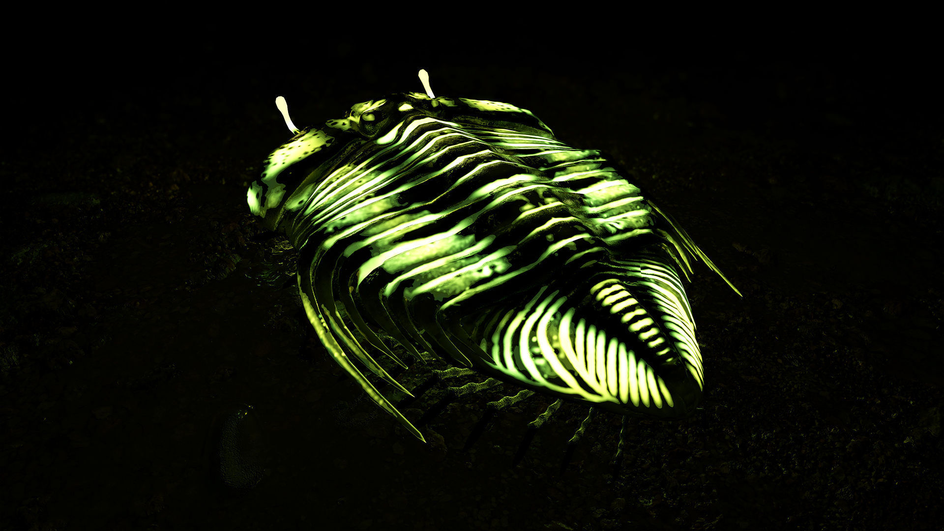 Trilobite 06 - CYBELE PANDER Low-poly 3D model_8