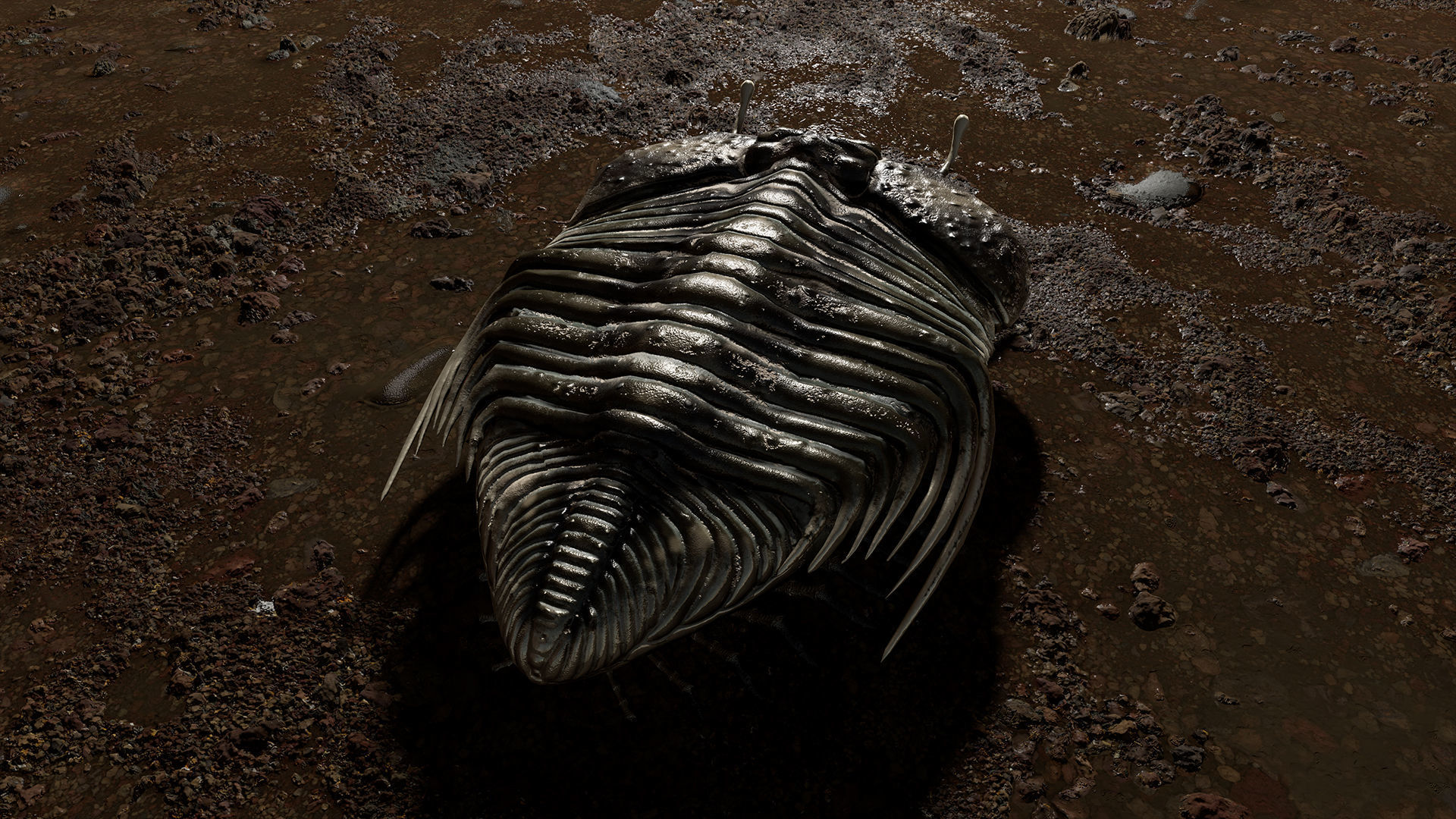 Trilobite 06 - CYBELE PANDER Low-poly 3D model_6