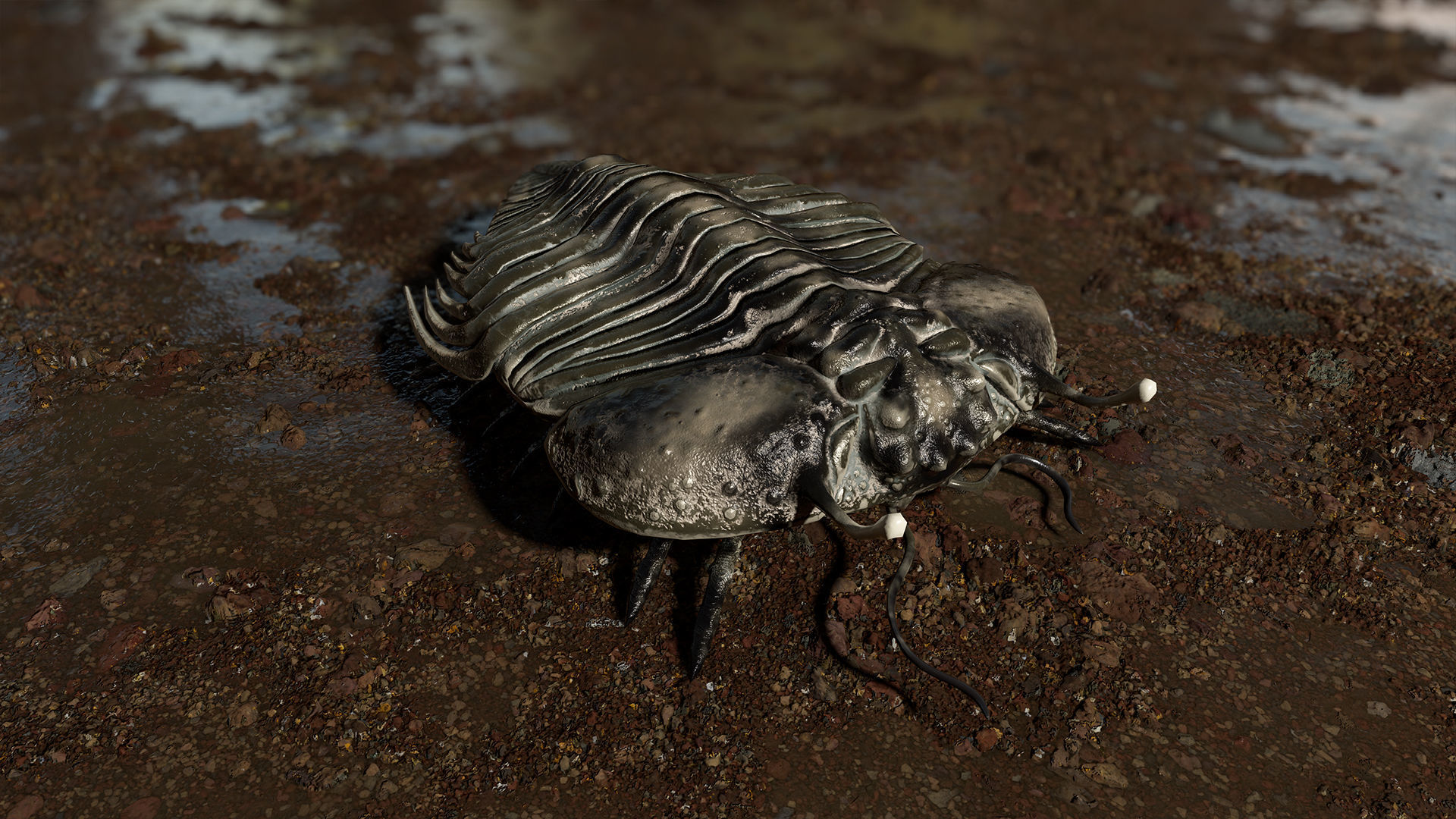 Trilobite 06 - CYBELE PANDER Low-poly 3D model_3