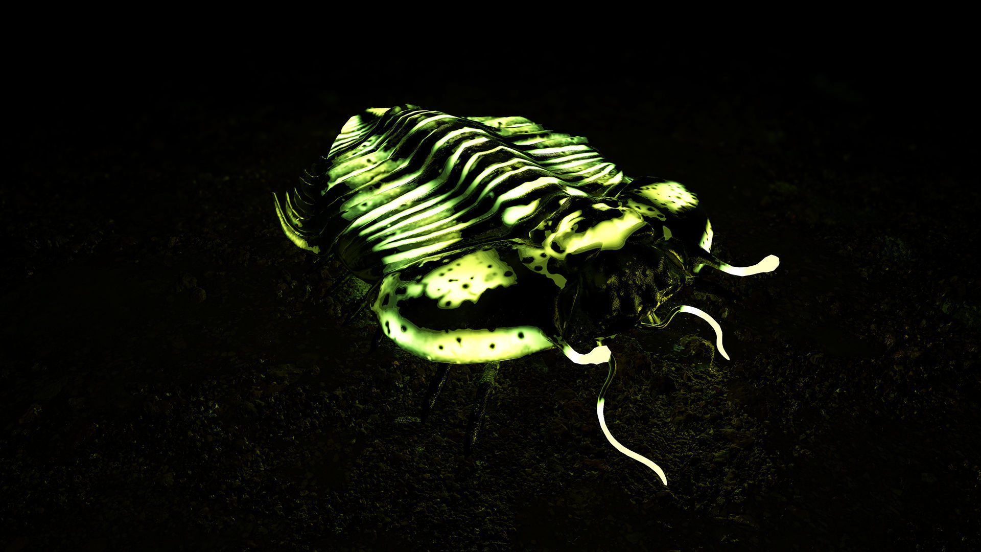 Trilobite 06 - CYBELE PANDER Low-poly 3D model_7
