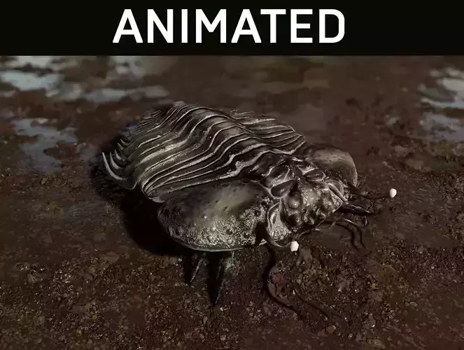Trilobite 06 - CYBELE PANDER Low-poly 3D model