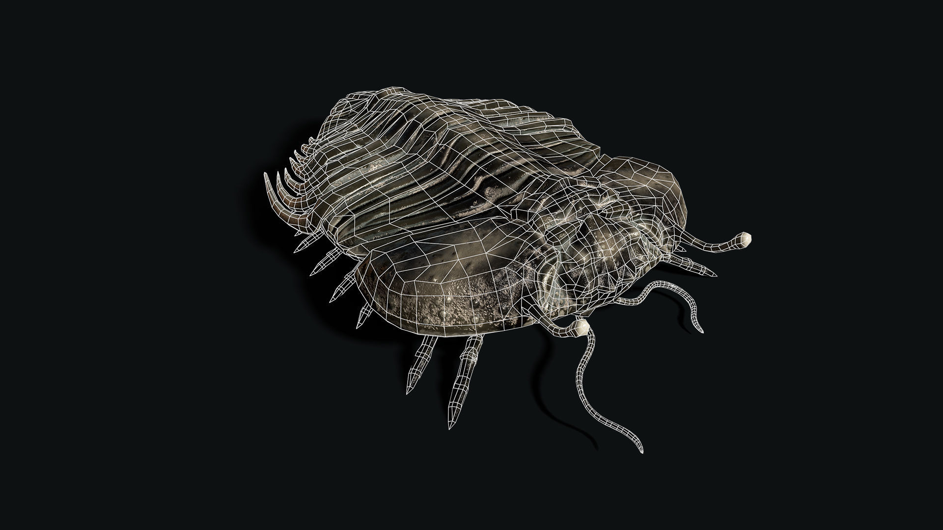 Trilobite 06 - CYBELE PANDER Low-poly 3D model_9