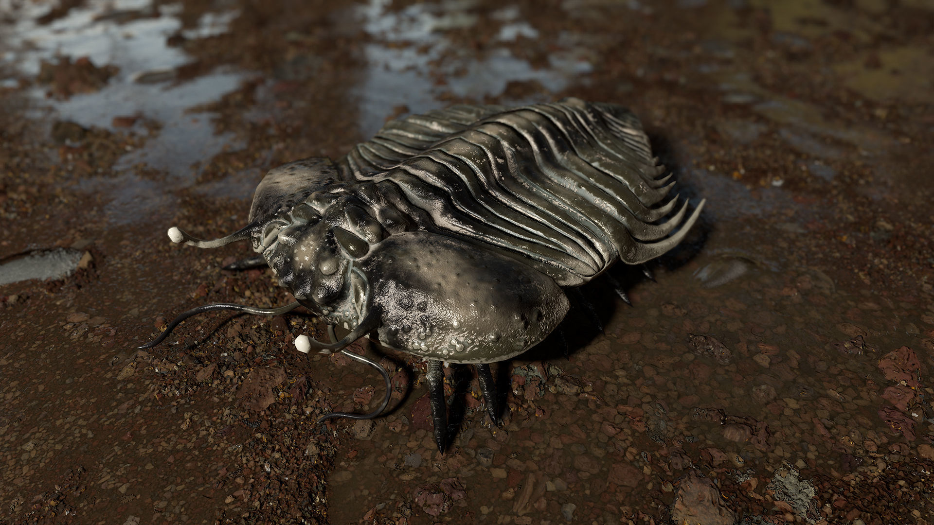 Trilobite 06 - CYBELE PANDER Low-poly 3D model_4