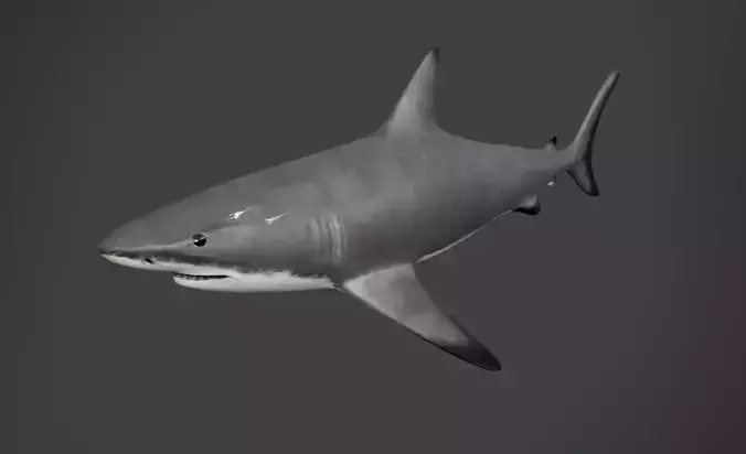 reef shark Low-poly 3D model