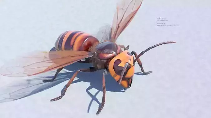 Murder Giant Asian Hornet  Low-poly 3D model