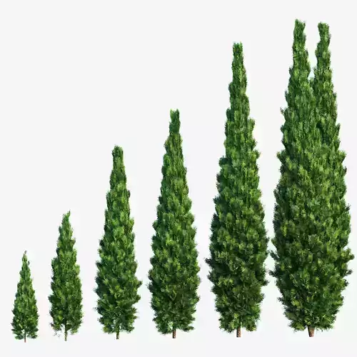 Thuja - Set of 6 models