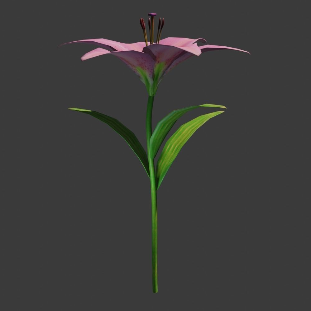 Lily flower 3D model_8