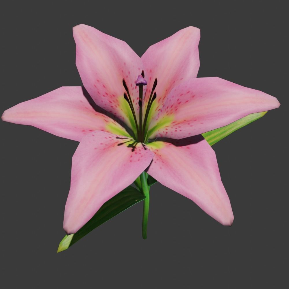 Lily flower 3D model_10