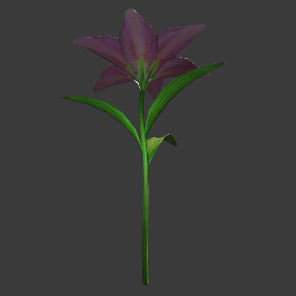 Lily flower 3D model_9