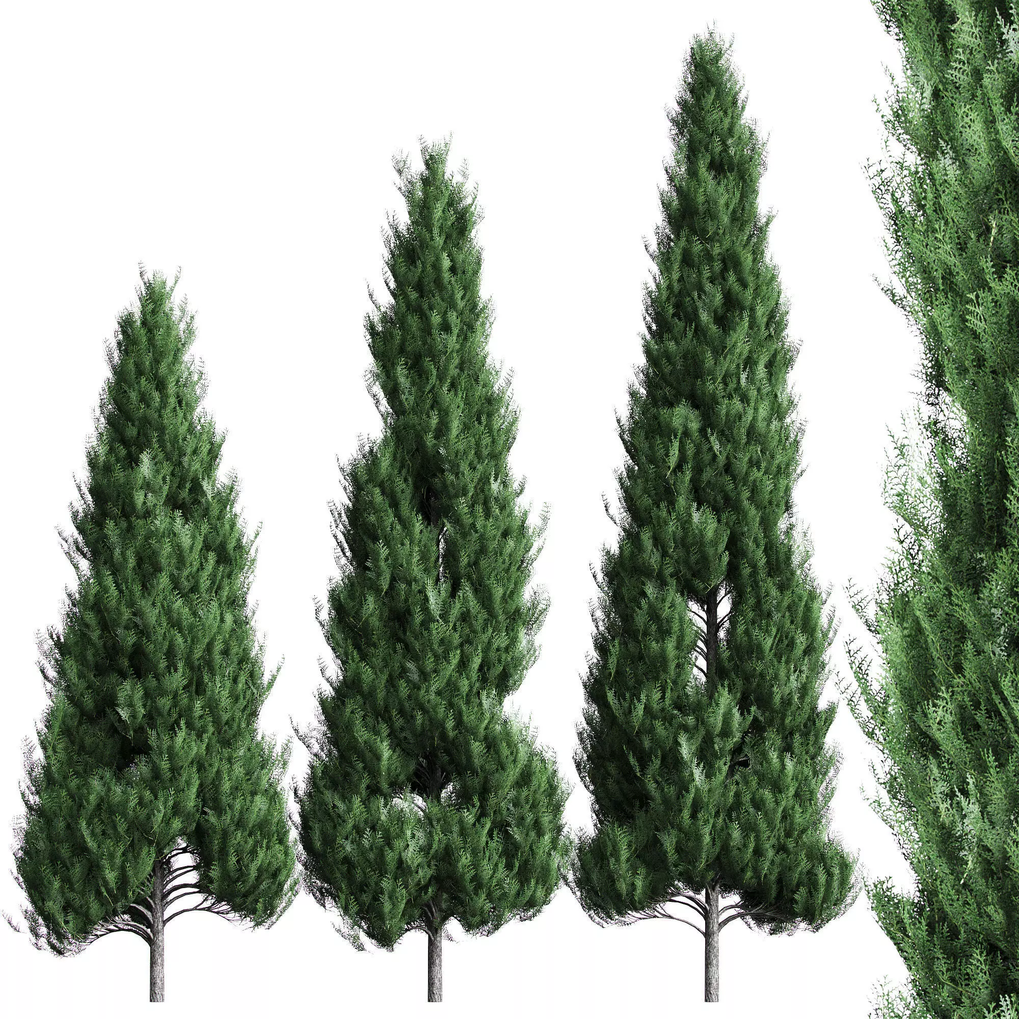 Thuja set - 3 models 3D model