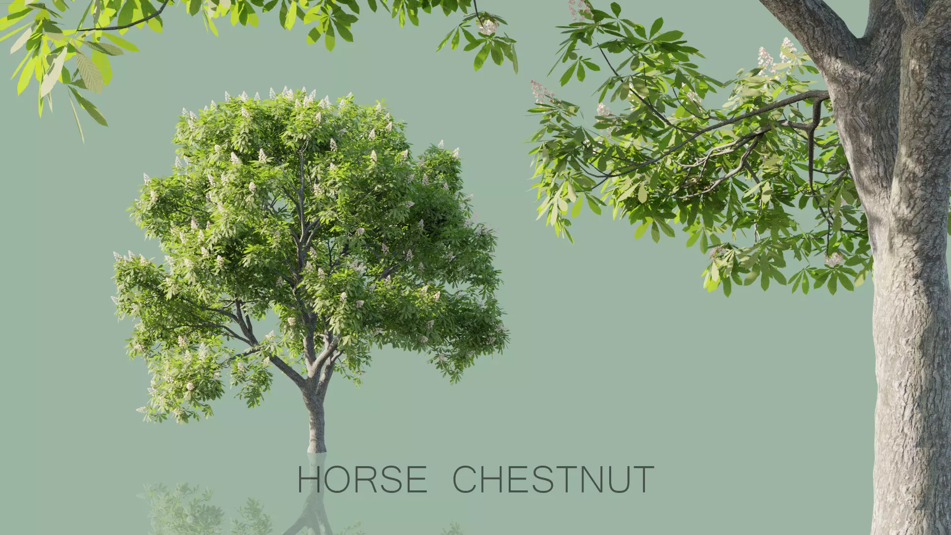 Horse Chestnut Trees 3D model_0