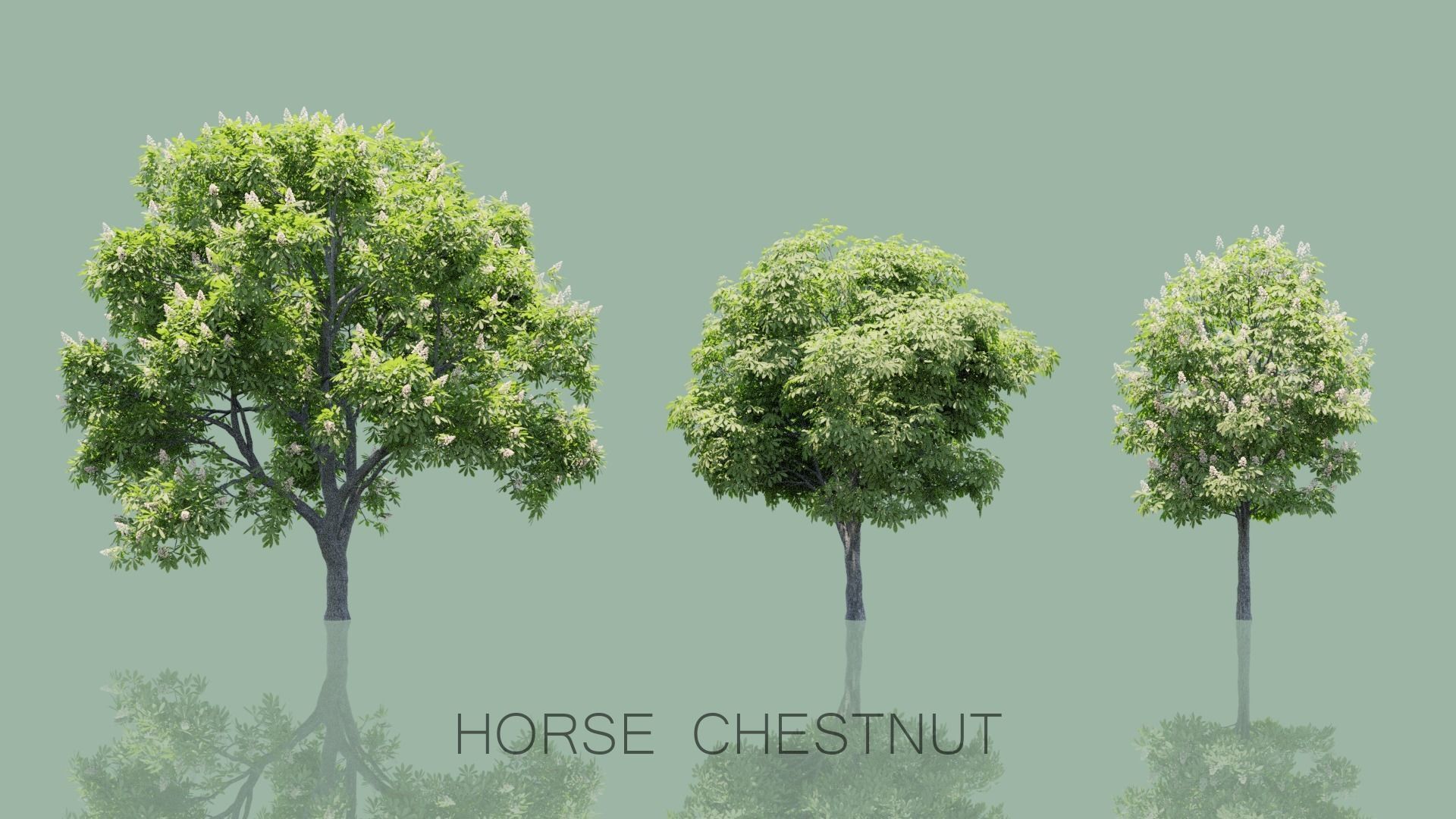 Horse Chestnut Trees 3D model_4
