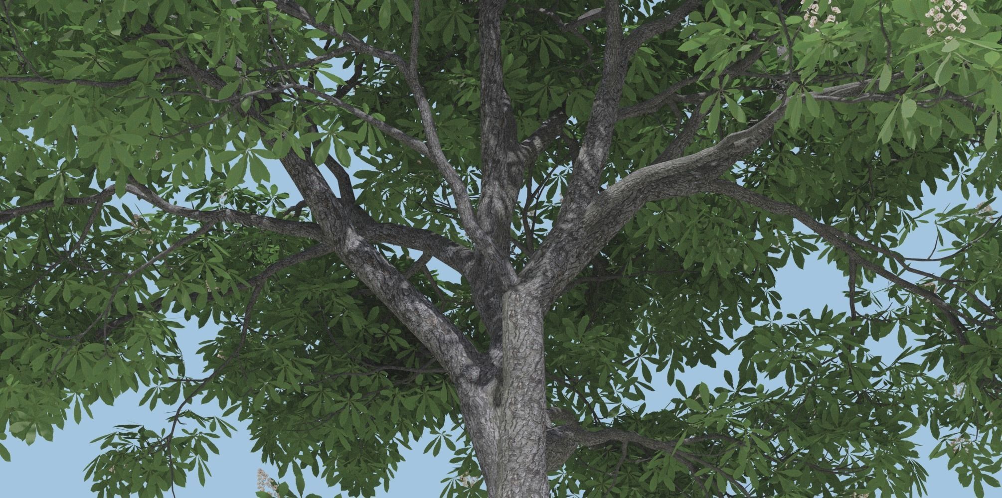 Horse Chestnut Trees 3D model_7