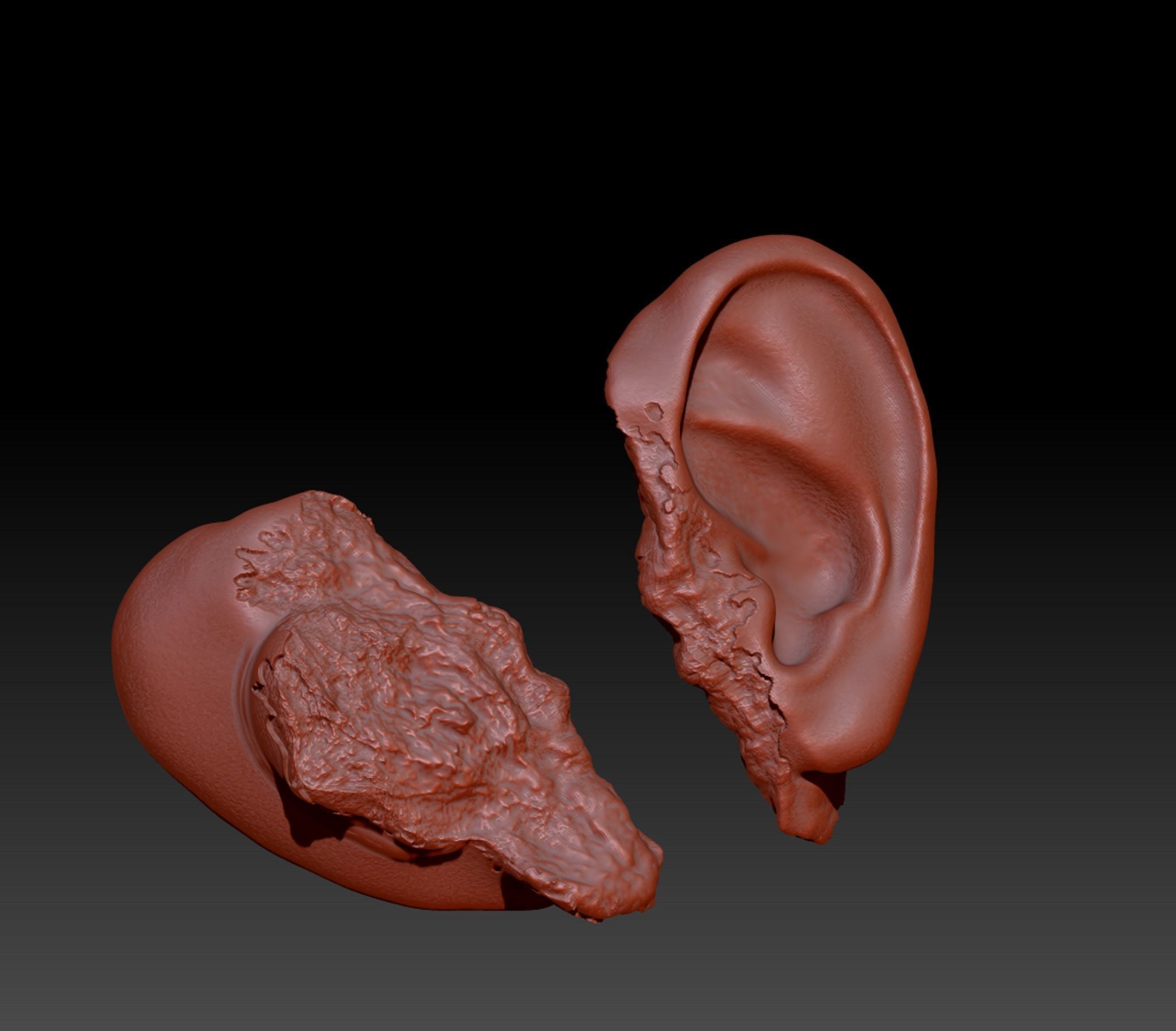 Ear Fake Severed Ear Horror  Low-poly 3D model_34