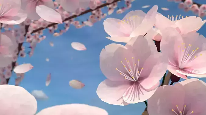 Cherry Blossom Scene 3D model