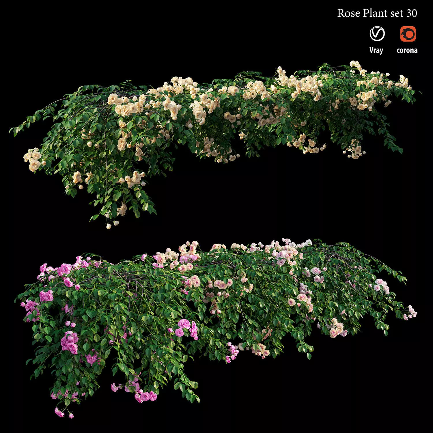 Rose plant set 30 3D model
