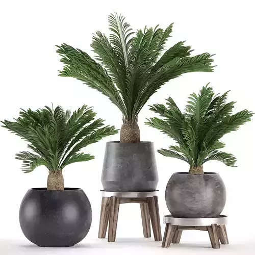 Decorative Cycas palm in a black flowerpot 650