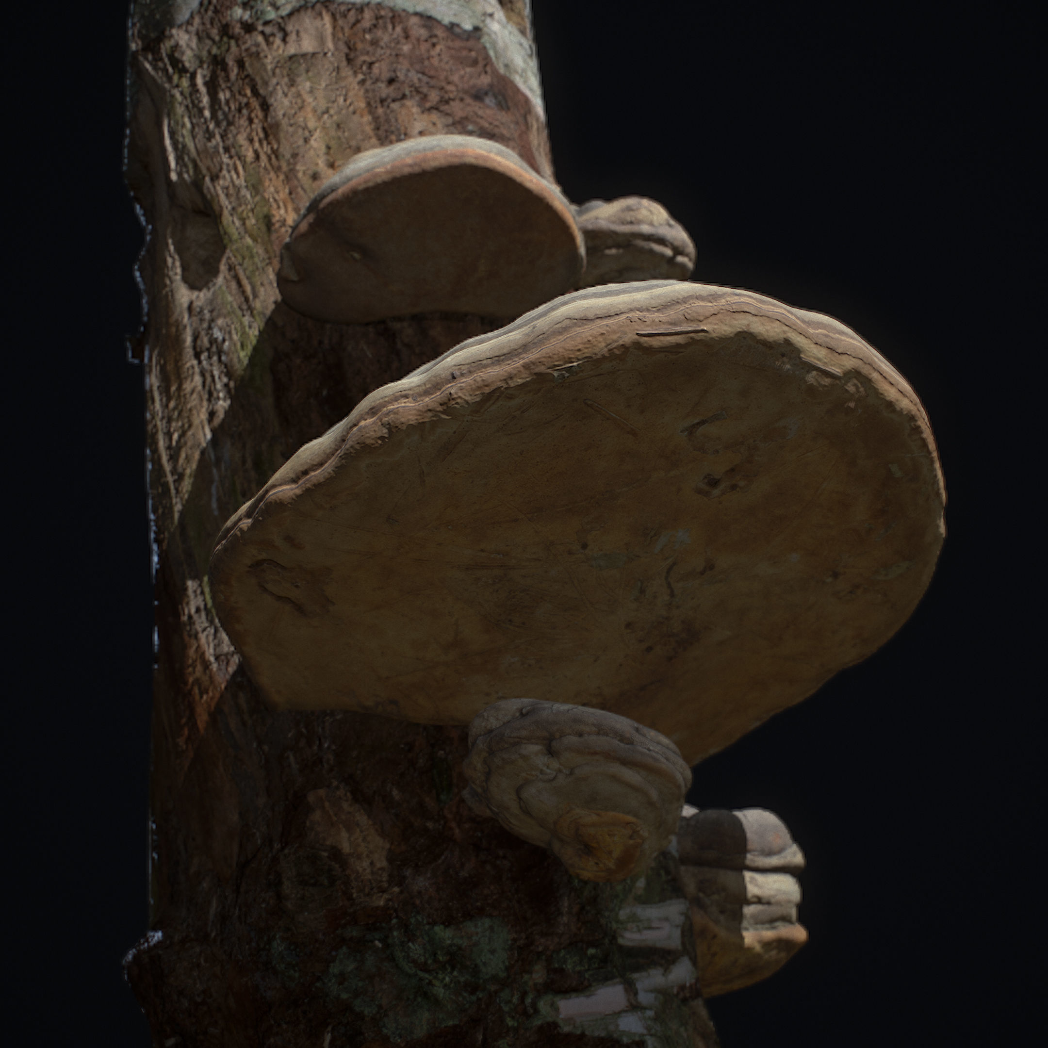 Wood Mushrooms on a Trees - Tinder Polypore Fungus Low-poly 3D model_4