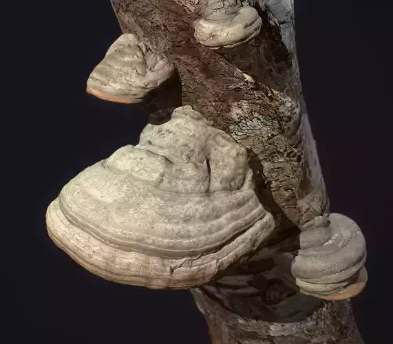 Wood Mushrooms on a Trees - Tinder Polypore Fungus Low-poly 3D model