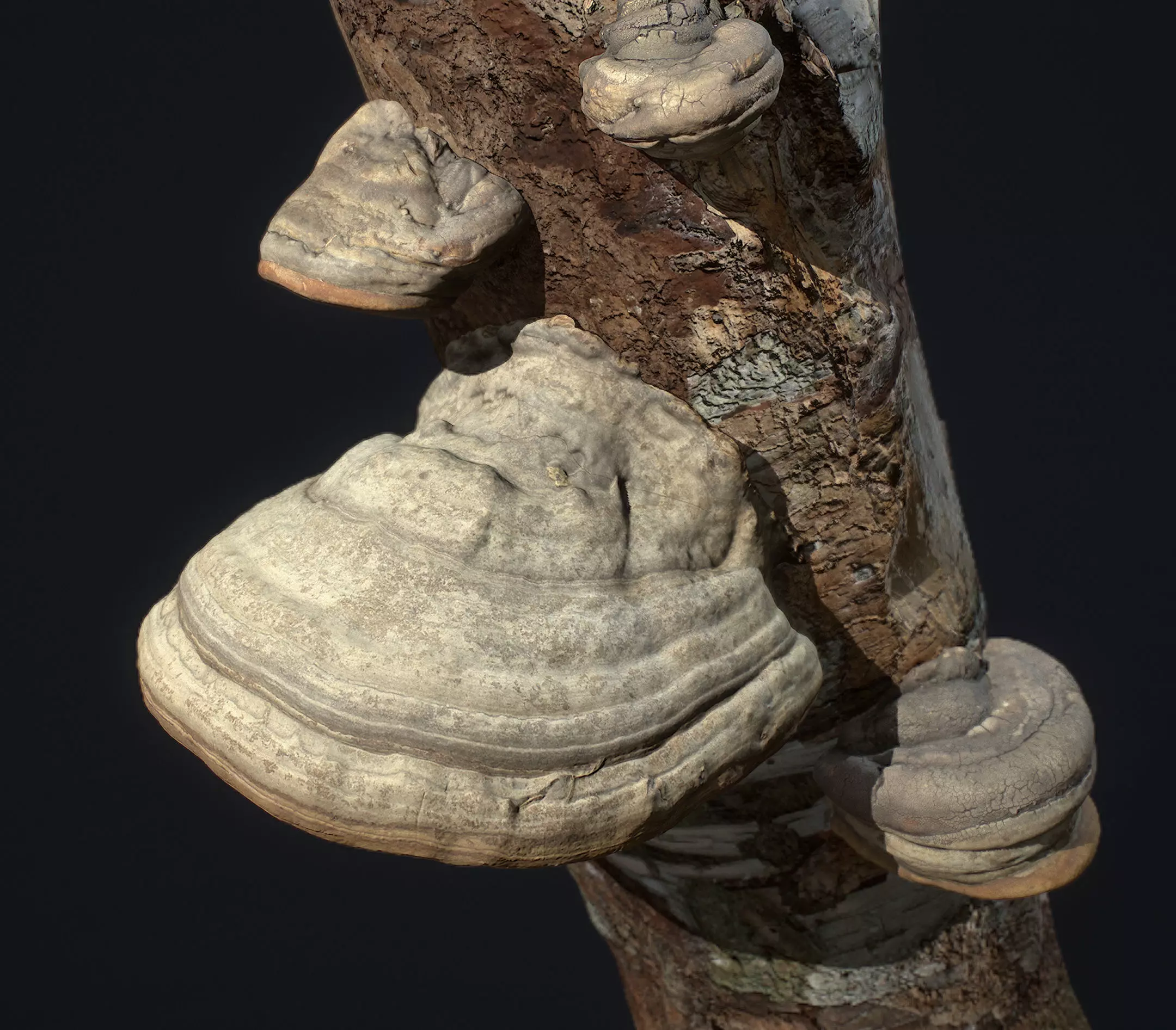 Wood Mushrooms on a Trees - Tinder Polypore Fungus Low-poly 3D model_0
