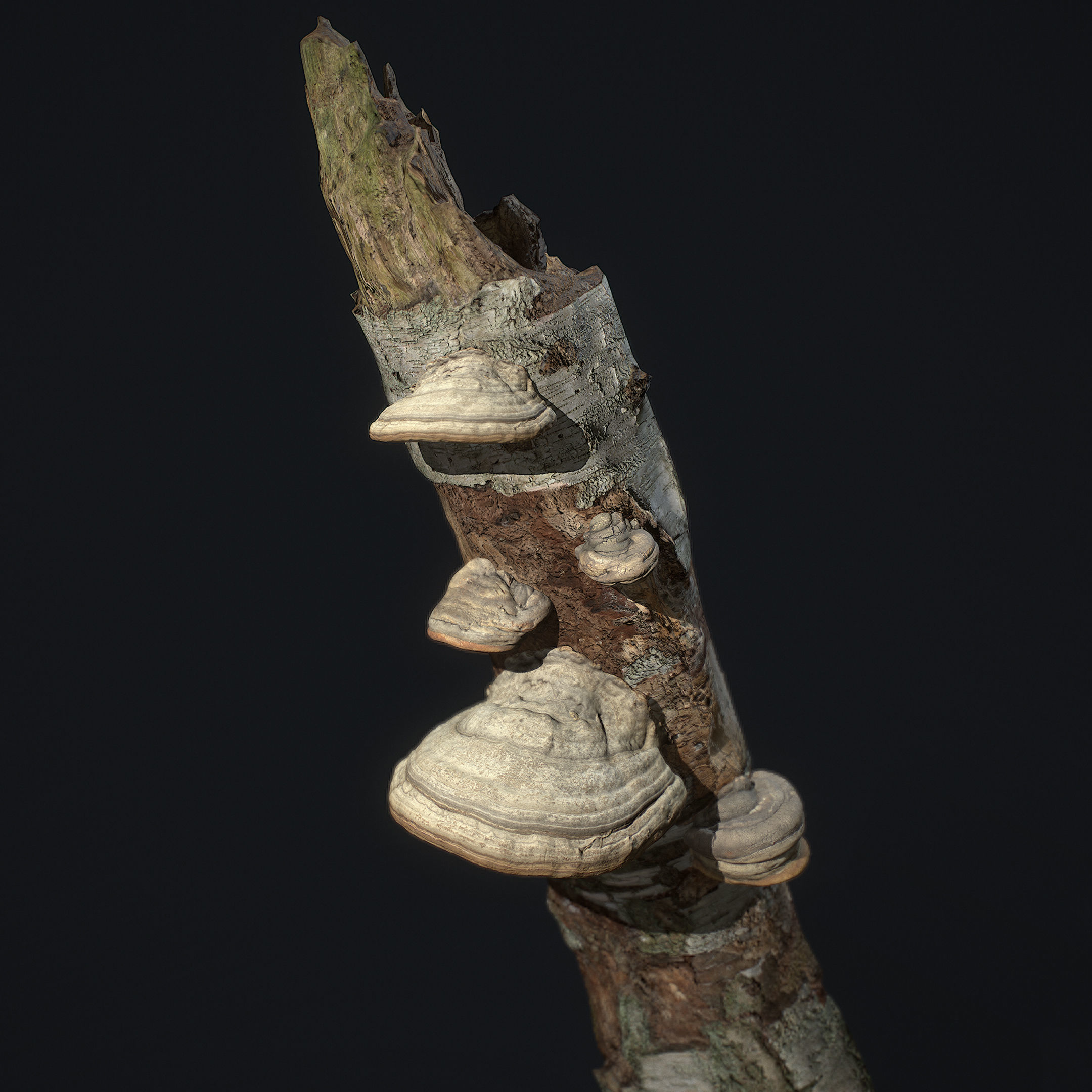 Wood Mushrooms on a Trees - Tinder Polypore Fungus Low-poly 3D model_3