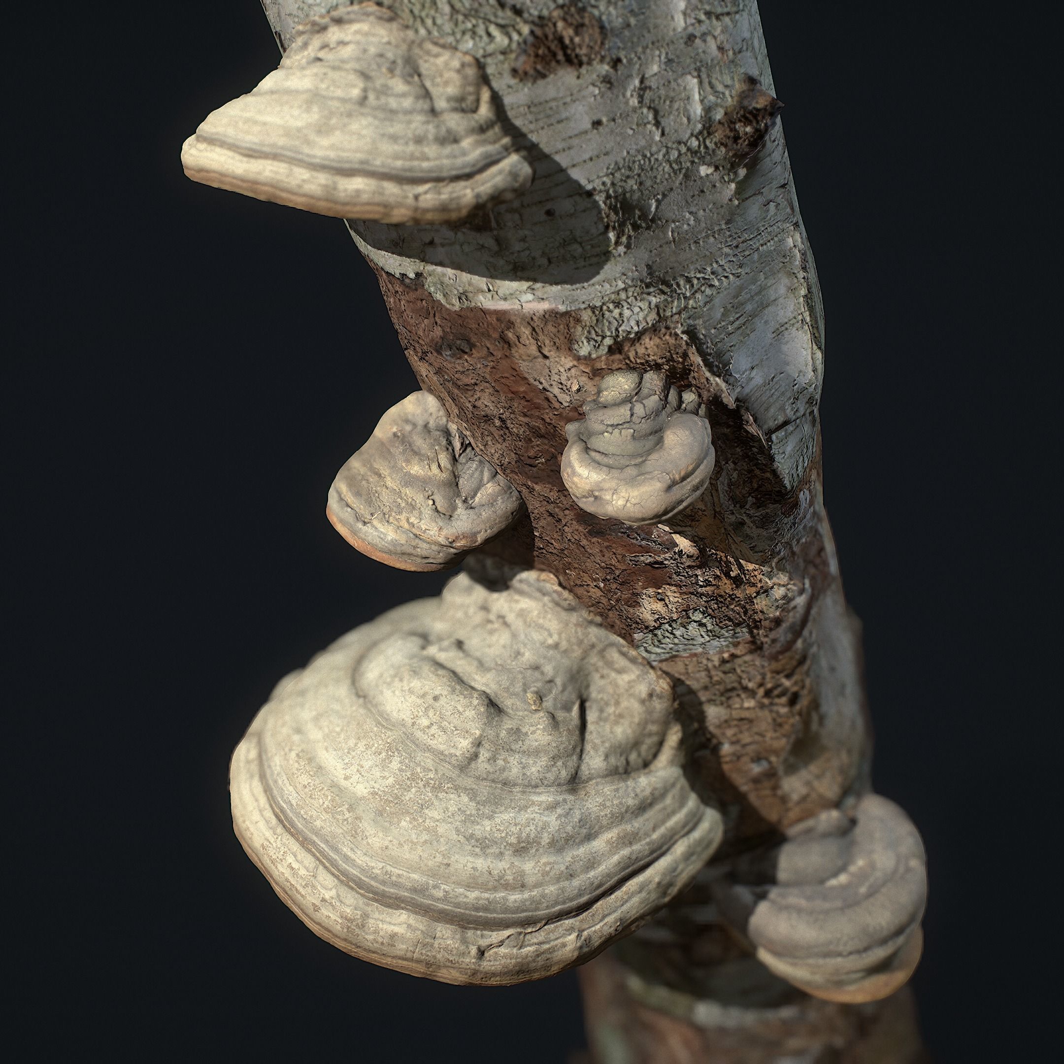 Wood Mushrooms on a Trees - Tinder Polypore Fungus Low-poly 3D model_5