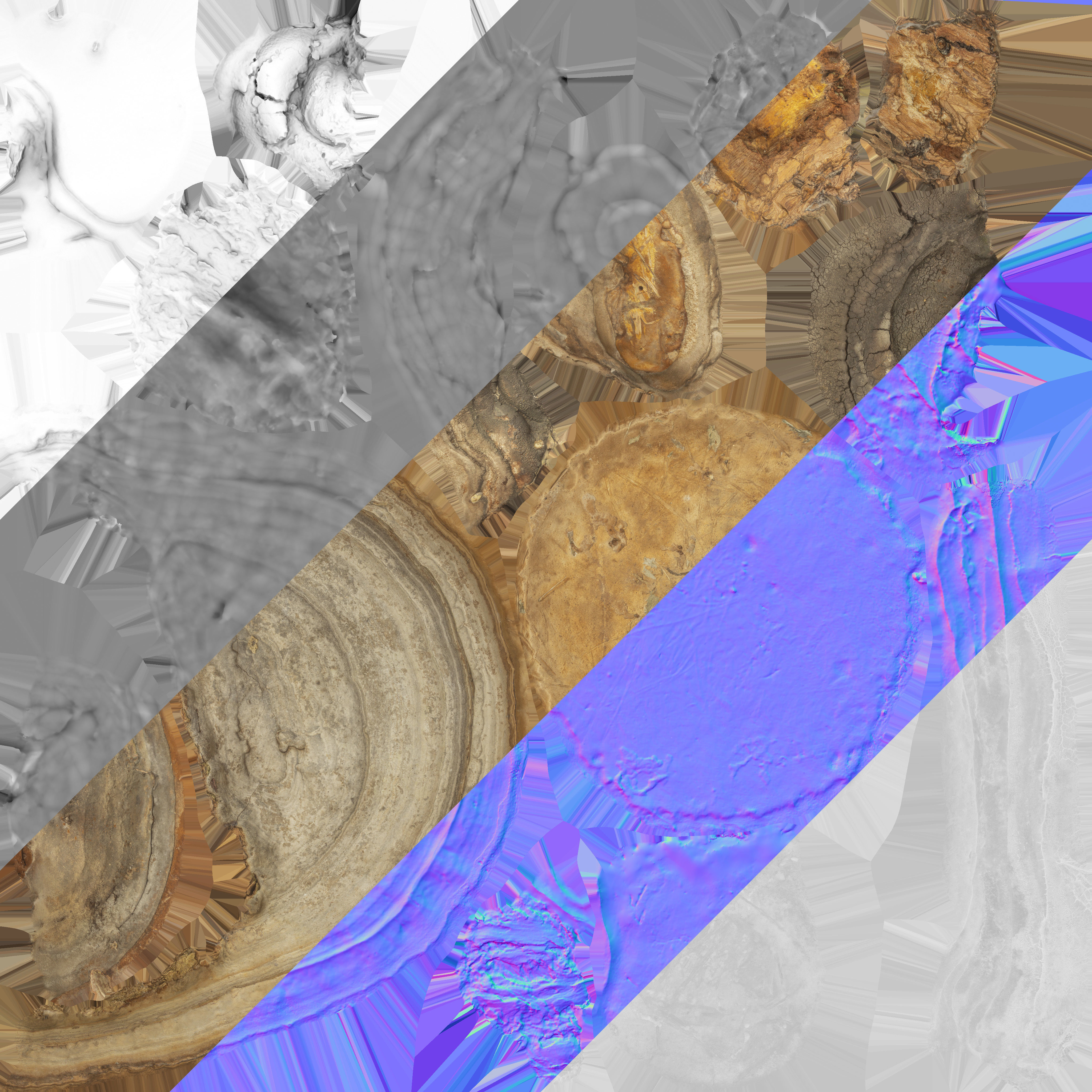 Wood Mushrooms on a Trees - Tinder Polypore Fungus Low-poly 3D model_11