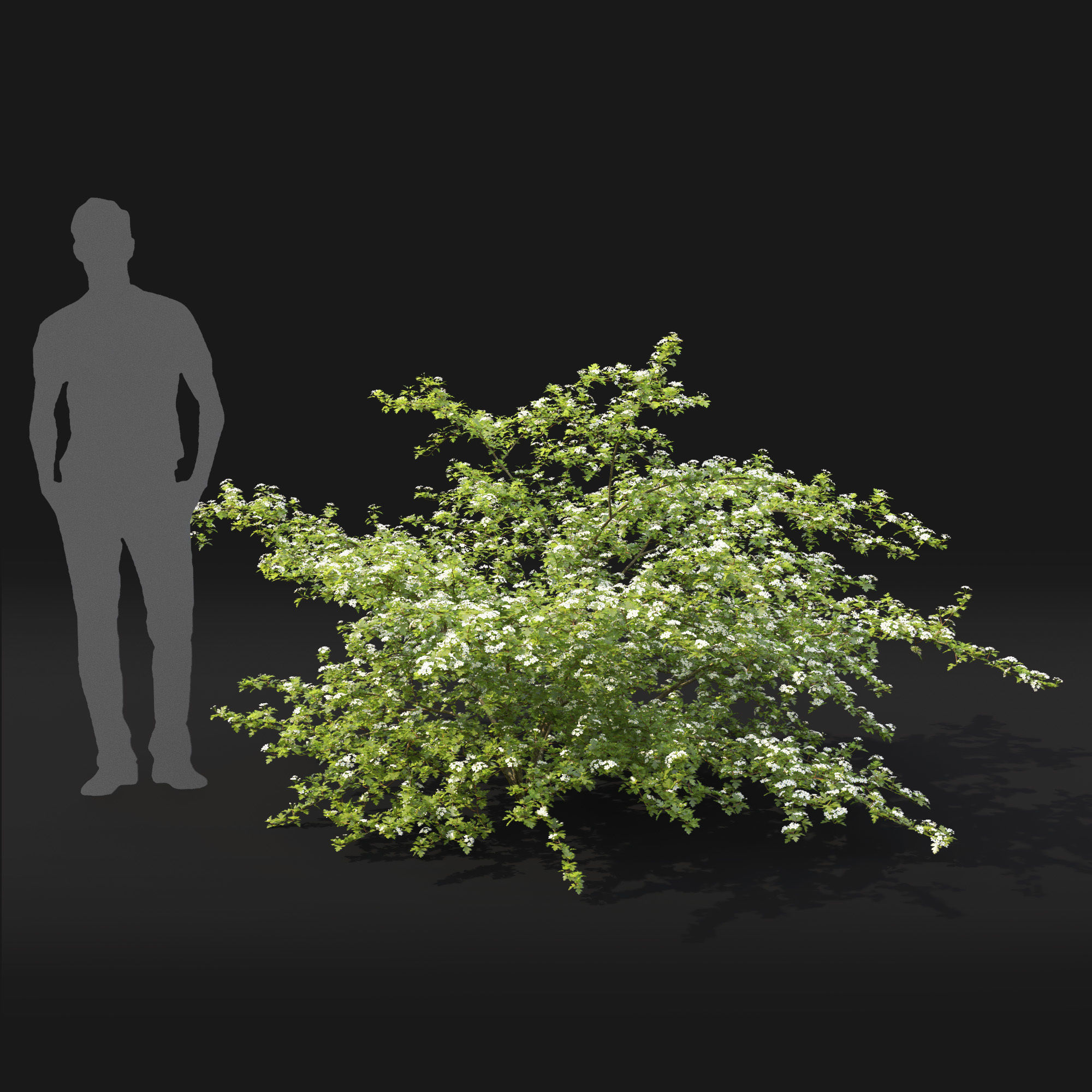 Crataegus Hawthorn flowering 01 3D model_2