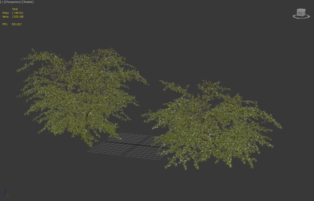 Crataegus Hawthorn flowering 01 3D model_4