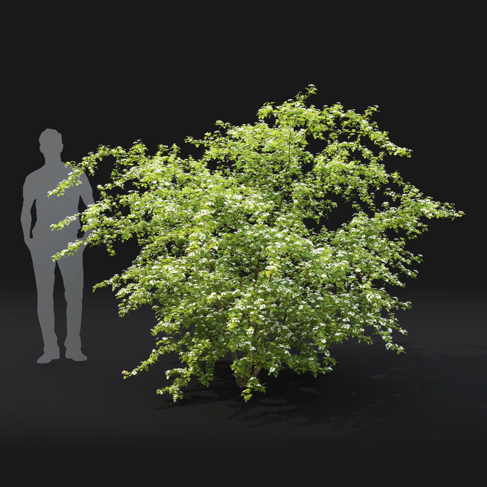 Crataegus Hawthorn flowering 01 3D model_1