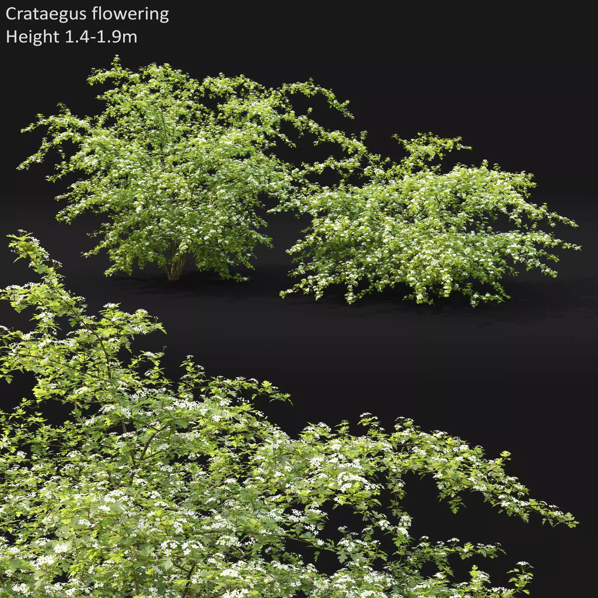 Crataegus Hawthorn flowering 01 3D model_0