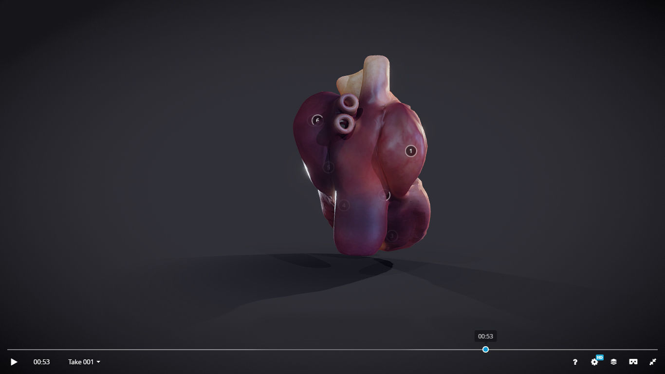 Heart Cross Section Animation Low-poly 3D model_26
