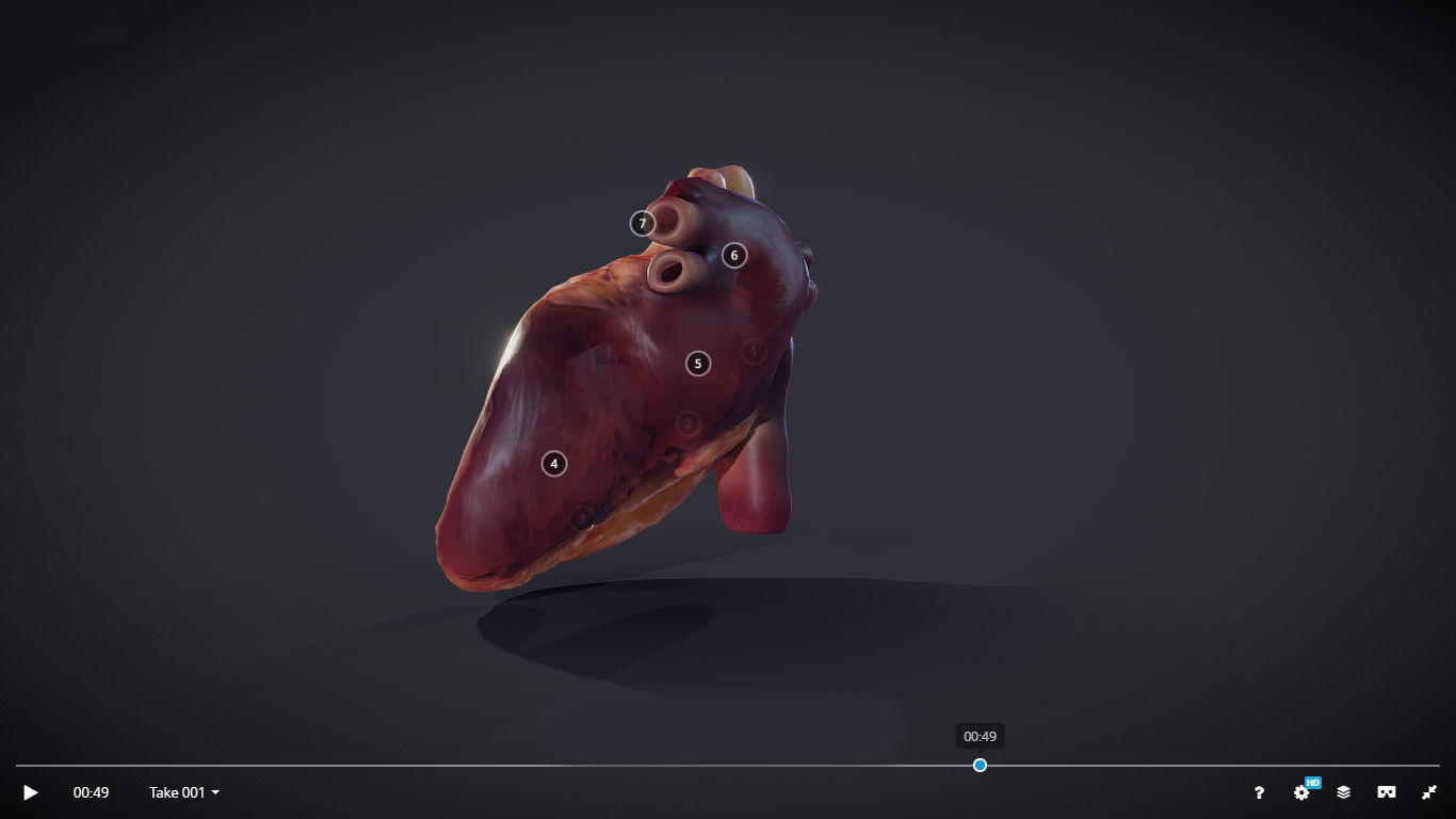 Heart Cross Section Animation Low-poly 3D model_19