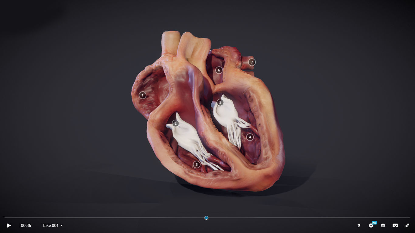 Heart Cross Section Animation Low-poly 3D model_8