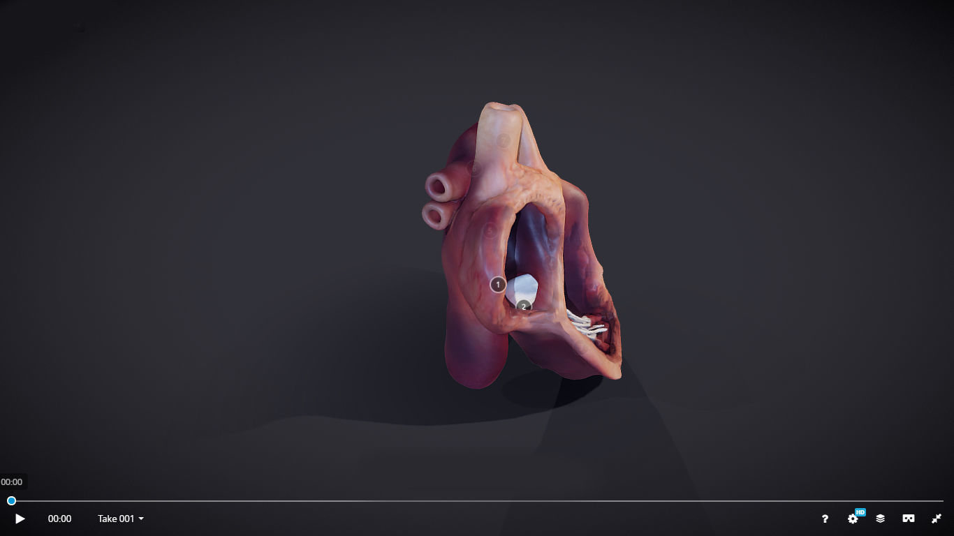 Heart Cross Section Animation Low-poly 3D model_27
