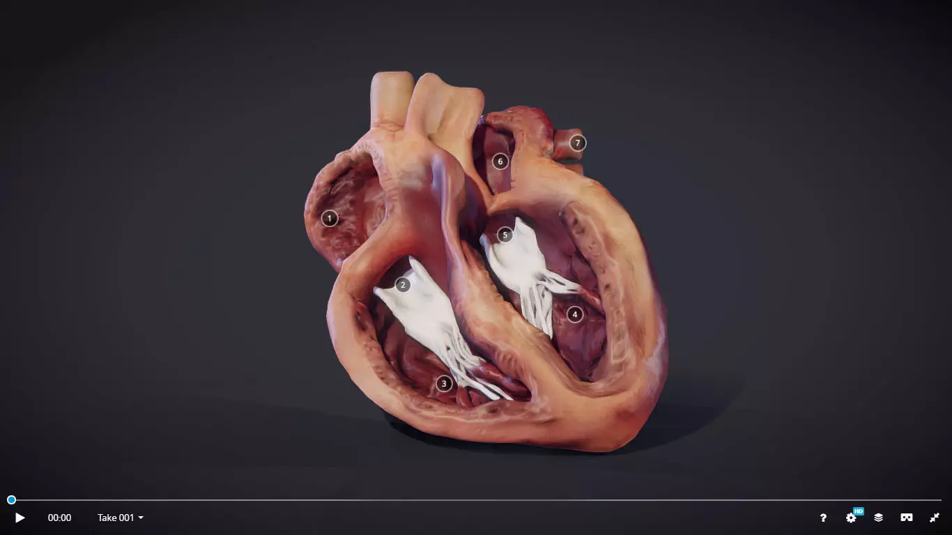 Heart Cross Section Animation Low-poly 3D model_0