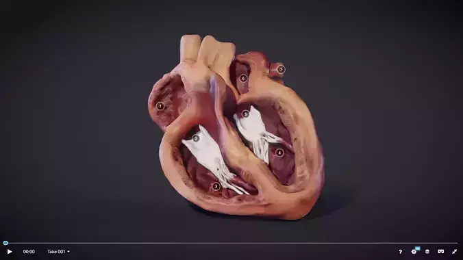 Heart Cross Section Animation Low-poly 3D model
