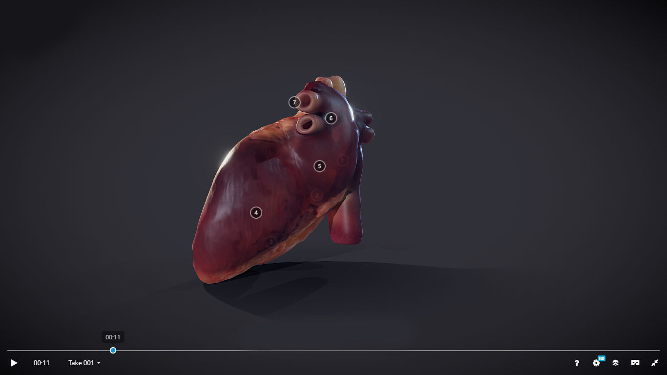 Heart Cross Section Animation Low-poly 3D model_6