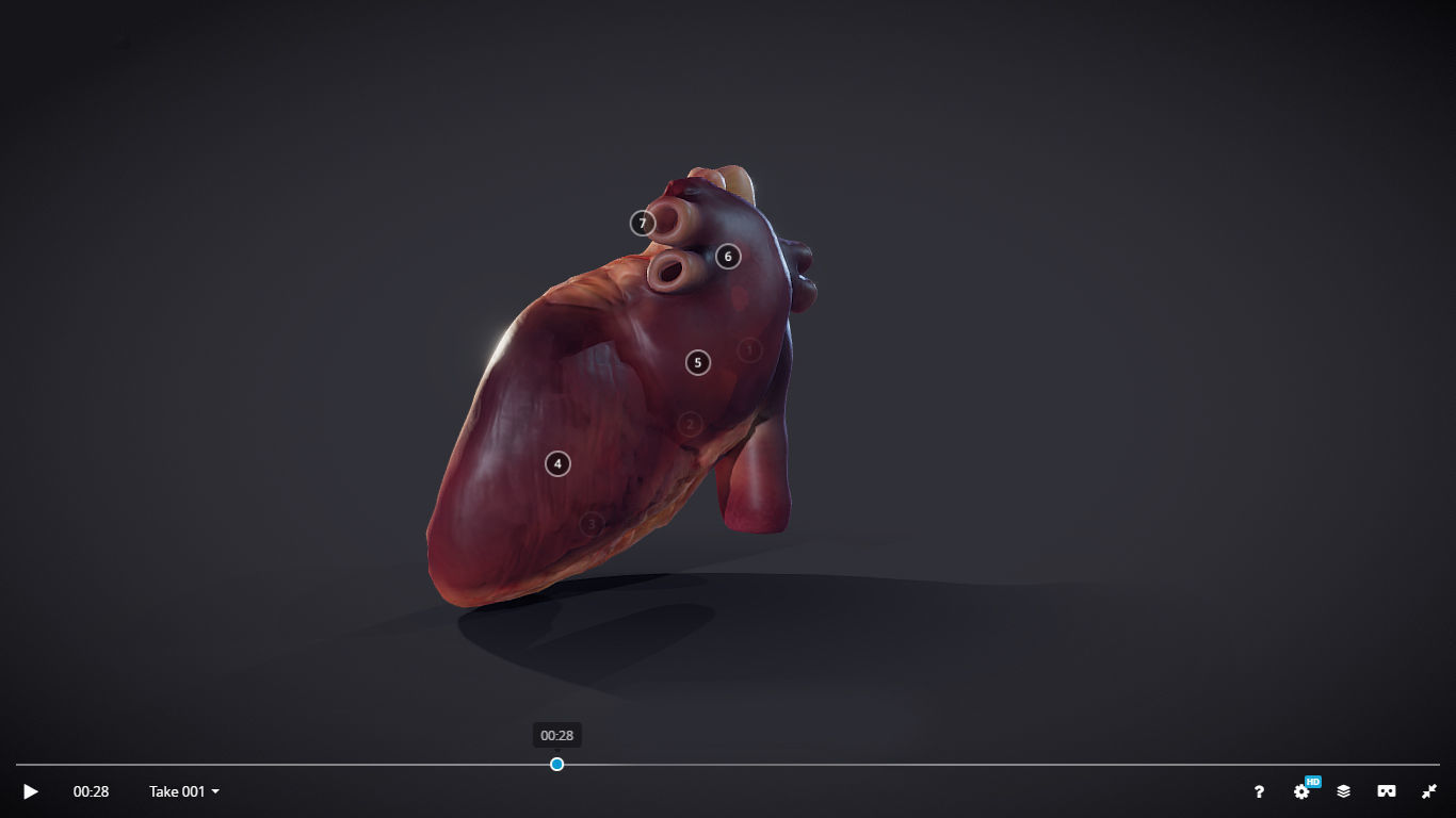 Heart Cross Section Animation Low-poly 3D model_18