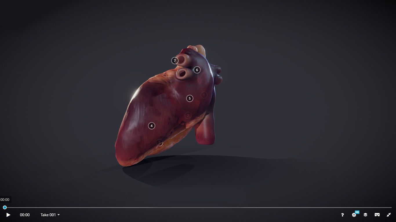 Heart Cross Section Animation Low-poly 3D model_5