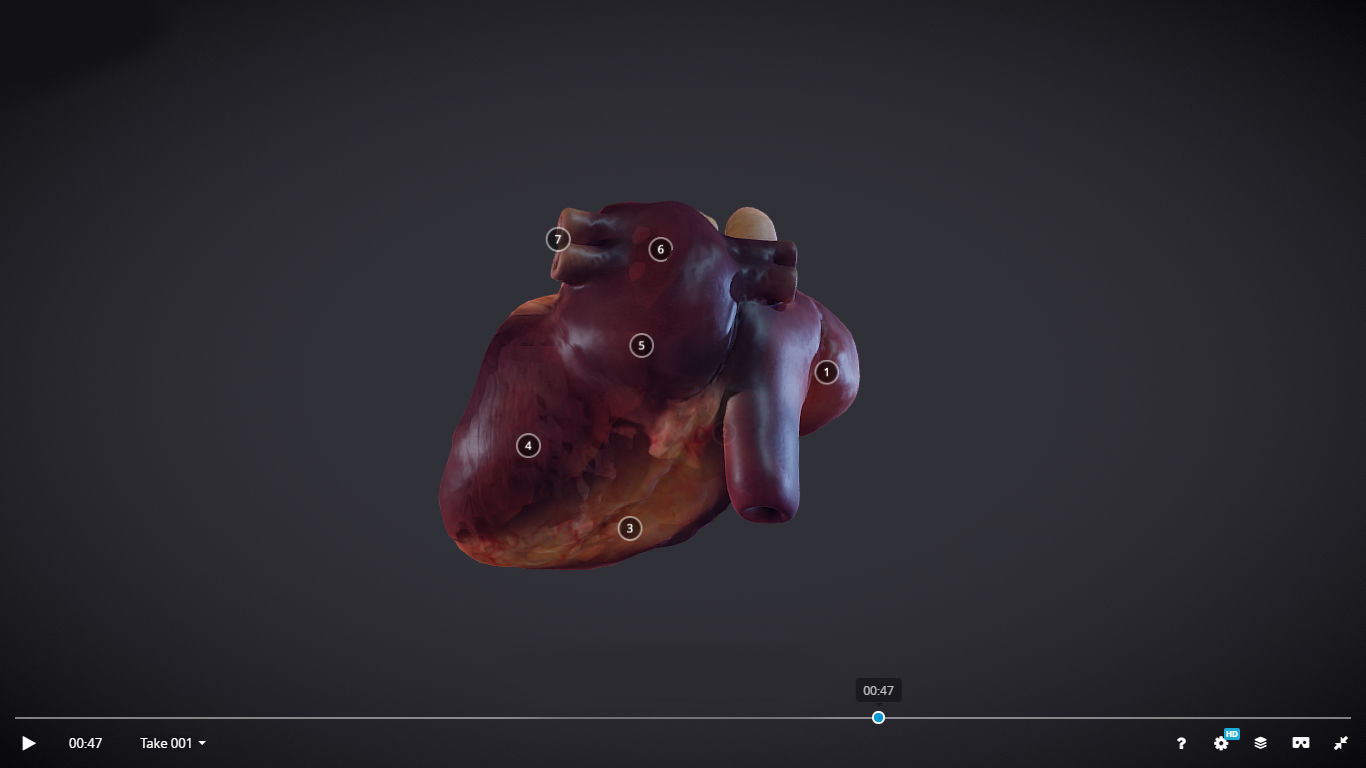 Heart Cross Section Animation Low-poly 3D model_23